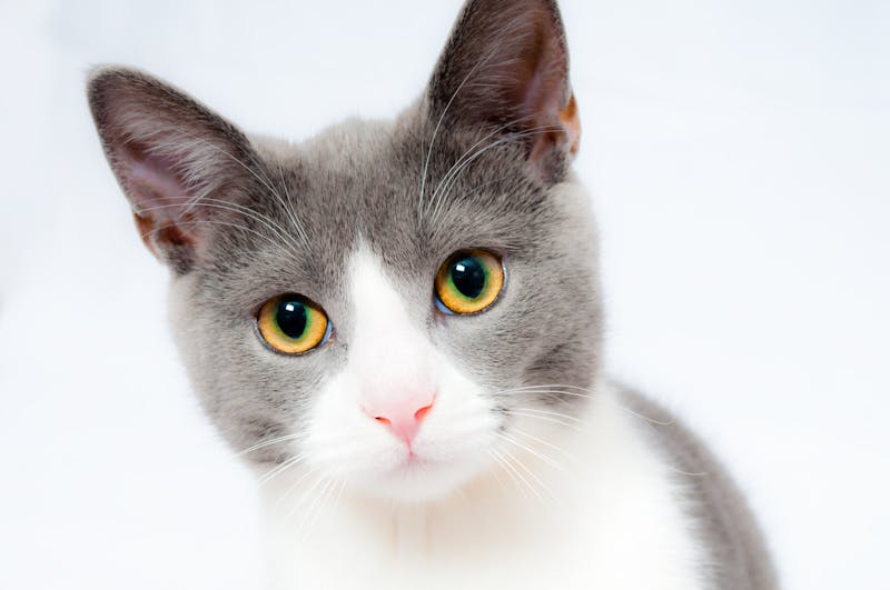 50 Unique Cat Names That No One Else Is Using