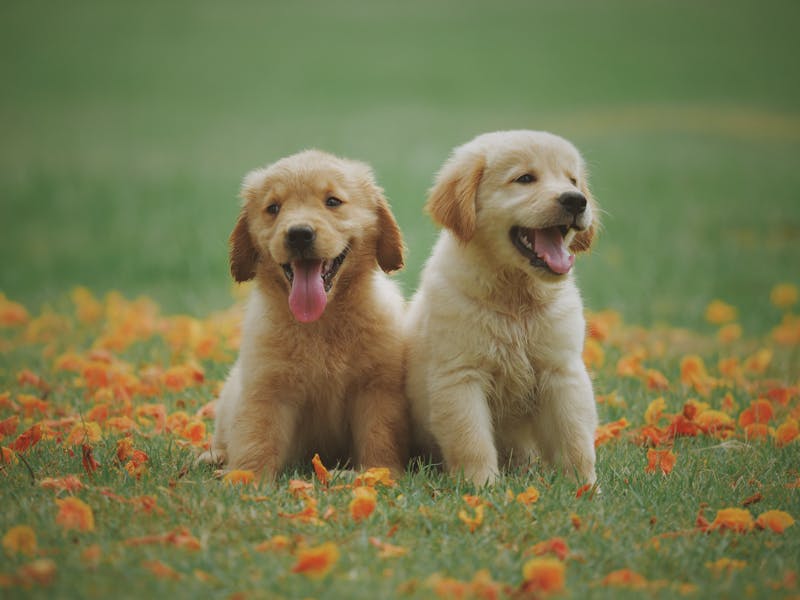 65 Pet Names Based on Color (and What They Say About Personality)