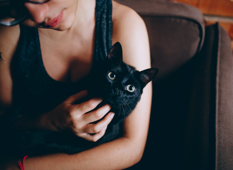 55 Spooky & Sweet Halloween Names for Cats