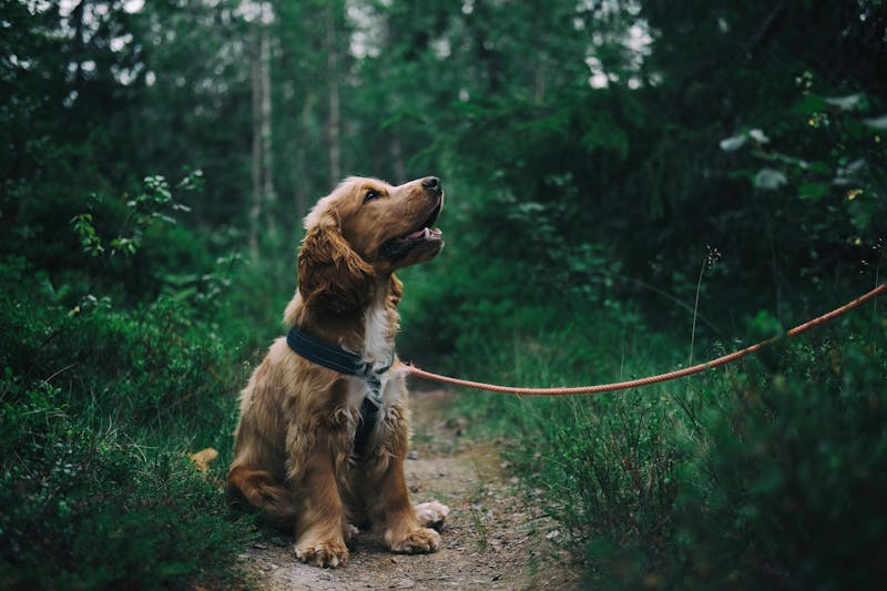 35 Food-Inspired Puppy Names
