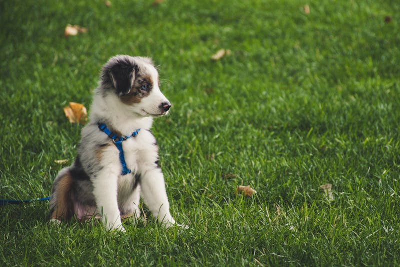 Avoid These 15 Overused Dog Names