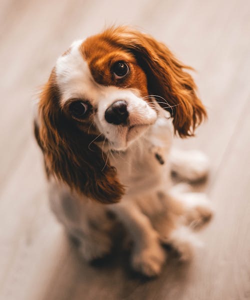 Top 20 Most Common Dog Names in the US (2025 Update)