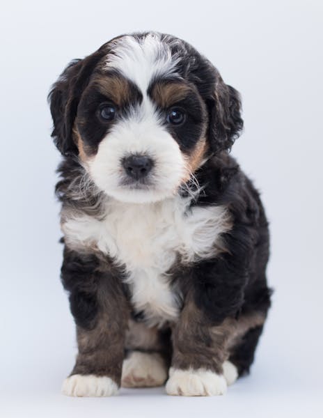 65 Badass Dog Names for Fierce and Fearless Pups
