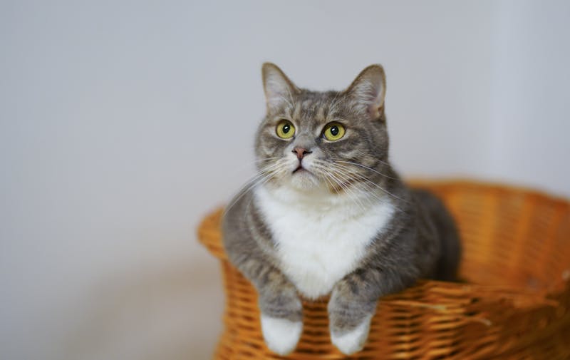 55 Bright and Bold Names for Orange Tabby Cats