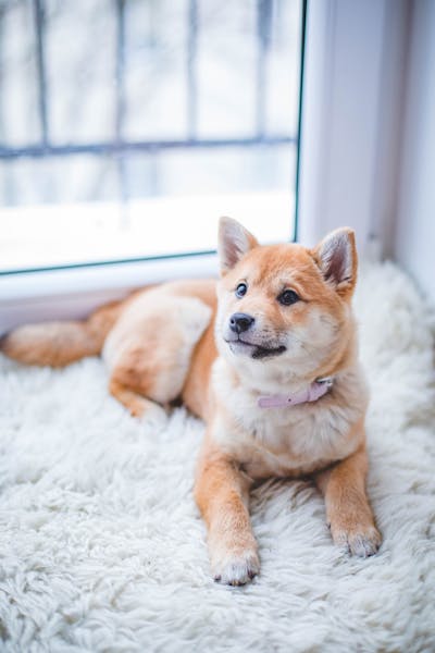 60 Strong Names for Big Dogs with Bold Personalities