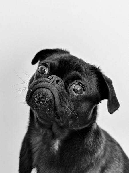 45 Heartwarming Names for Adopted Pets