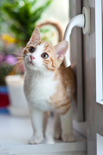 65 Moon- and Star-Inspired Names for Magical Pets