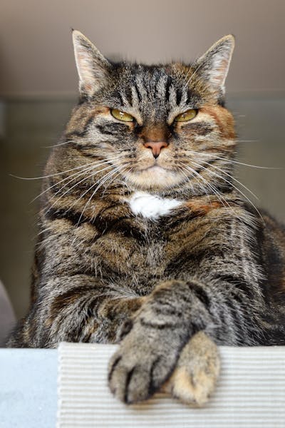 Unique Pet Names for One-of-a-Kind Companions