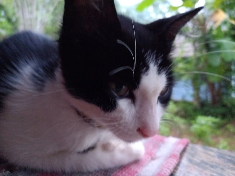 50 Pet Names That Symbolize Strength and Power