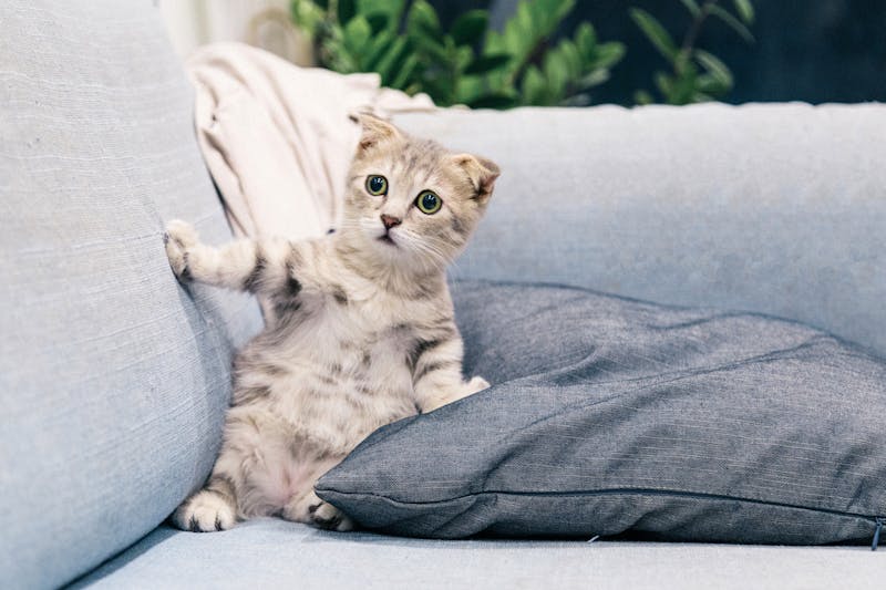 45 Magical Pet Names Inspired by Harry Potter