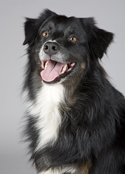 50 Powerful Dog Names from Greek Mythology
