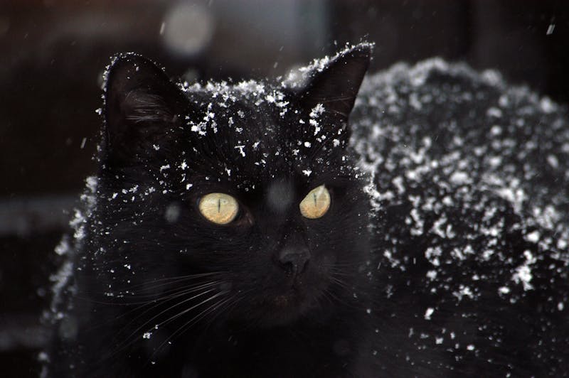 60 Color-Inspired Pet Names for Every Shade of Fur