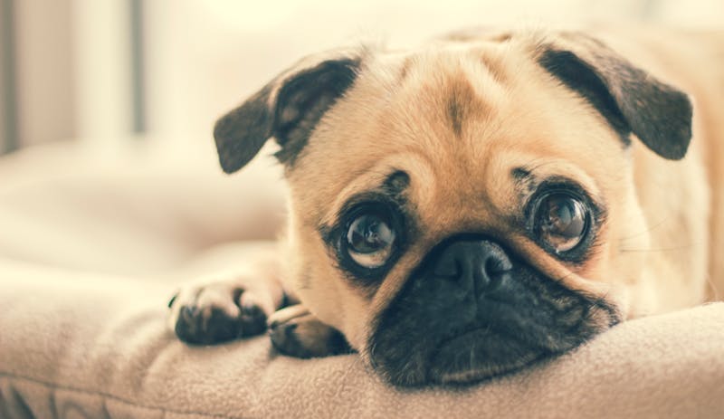 55 Cute & Cozy Names for Fluffy Pets
