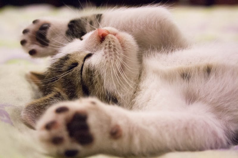 55 Magical Names for White Cats