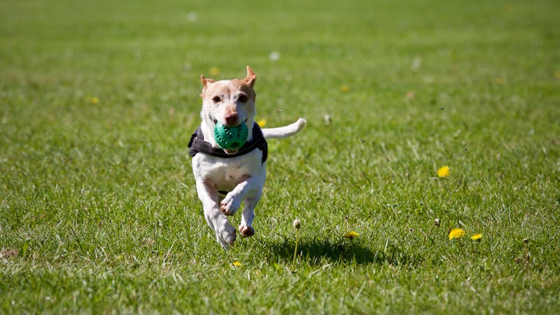 50 Perfect White Dog Names: Elegant Ideas for Snowy Coats