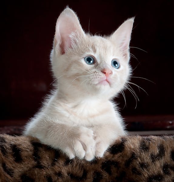 45 Pet Names That Mean 'Love' in Every Language