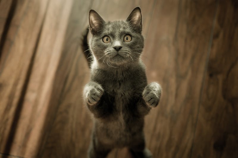 60 Brilliant Pet Names That Start With B